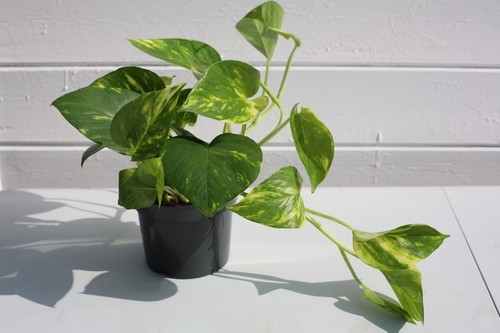 Devil ivy plant - ivy, –