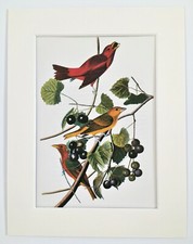 Summer Tanager Bird Print -