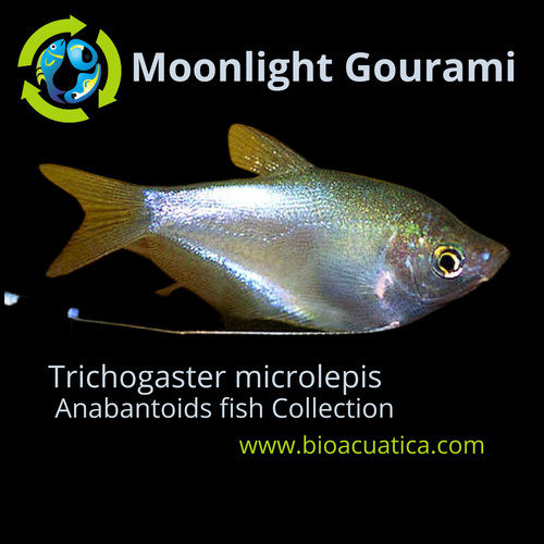 Gorgeous moonlight gourami - moonlight,