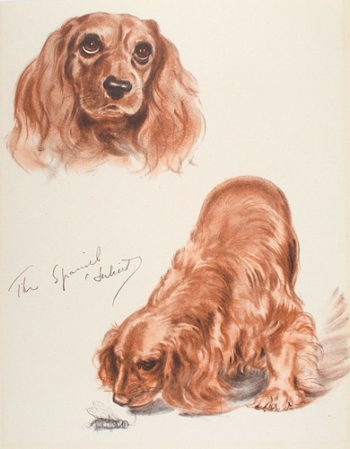 Old vintage print cocker - old,