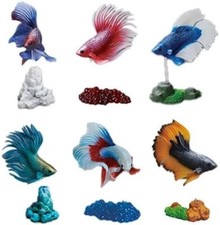 Betta siamese fighting fish - betta,
