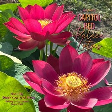 Ancient Capital Red Palace ~