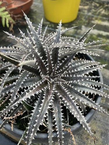 Dykkia brittle star - ‘brittle, star’