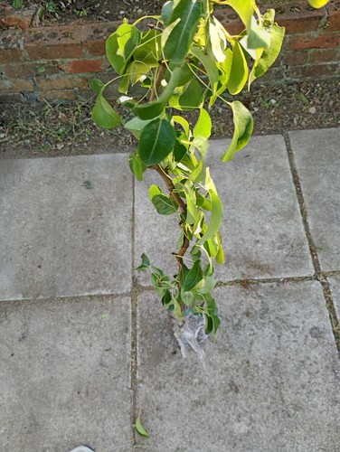 Pear tree - pear,