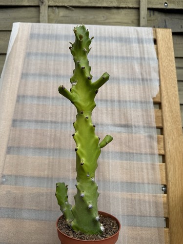Euphorbia mayurnathanii - euphorbia,