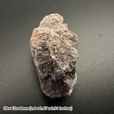 Genuine triceratops dinosaur bone fossil - late cretaceous - south dakota, usa