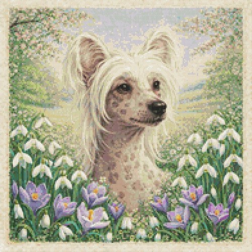 Hairless chinese crested - hairless,
