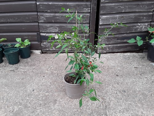 Fruiting apache chilli - x,