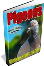 PIGEONS 55 Vintage Books on