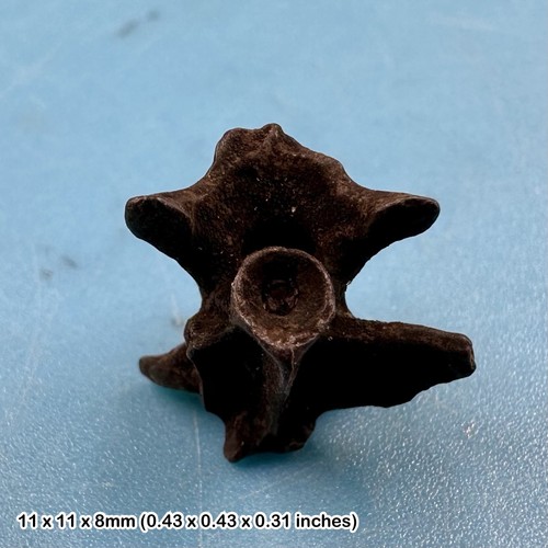Amphibian vertebra fossil - , |