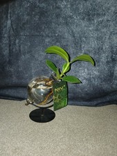 Hydroponic Glass Orb Gift |