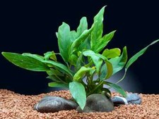 Anubias Minima Large Live