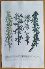 Cytisus (T457) - Large