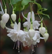 Fuchsia giant white king - giant, 'white