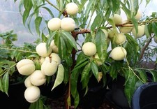 Rare Dwarf White Peach Tree 5L