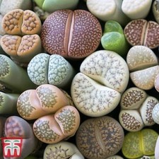 Thompson & Morgan Living Stone Plant (House Plant Seeds)