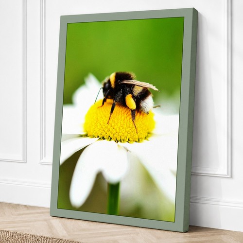 Bumblebee daisy botanical - bumblebee,