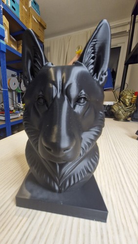 Siberian husky dog - siberian, bust