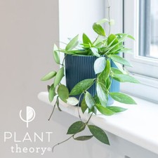 20cm Hoya Gracilis Wax Plant Wax Flower Indoor Trailing Plant 12cm Pot