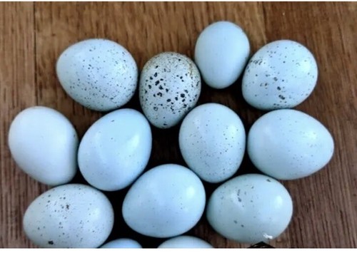 Celadon blue quail hatching - 23,
