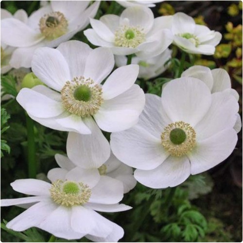 Anemone white bride - 10,