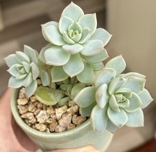 Graptoveria Titubans Rooted