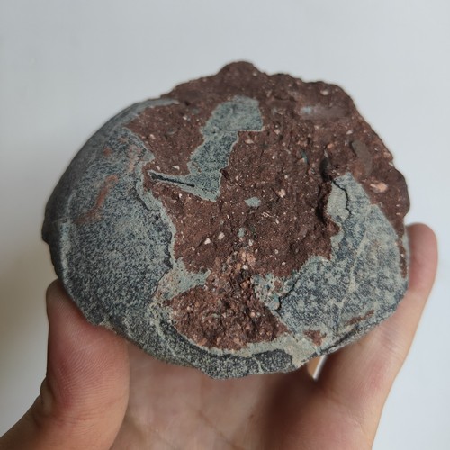 Jurassic age dinosaur - age, egg