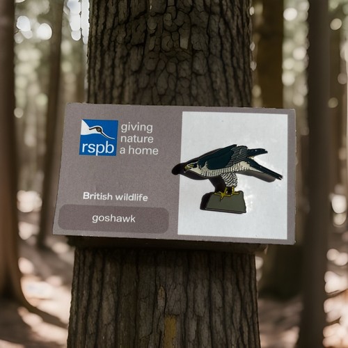 Rspb pin badge - , goshawk
