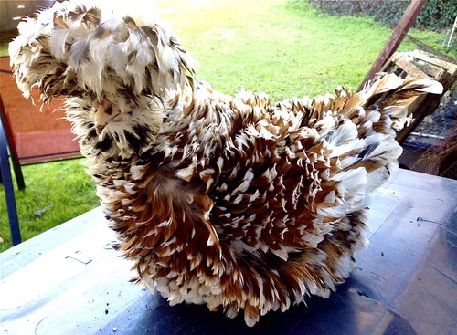Tolbunt frizzle hatching eggs - hatching,