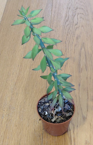 Pereskiopsis spathulata 19cm - ,