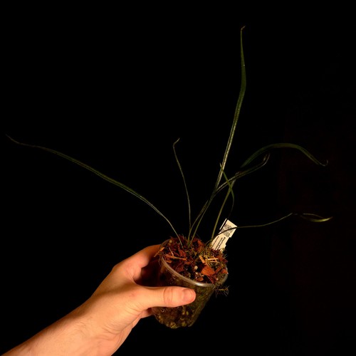 Elaphoglossum lanceolatum - ,