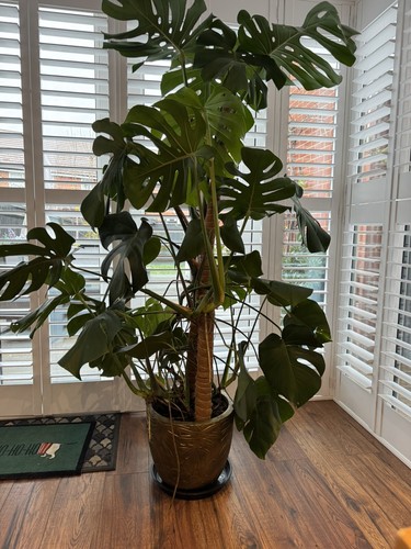 Large monstera cheese plant - cheese,