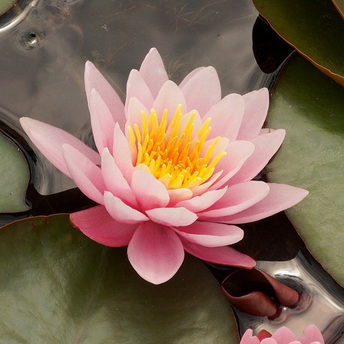Water lily nymphaea - water,
