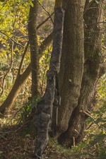 Solar Undercover Camo 12 ft 3+2 Rod Holdall Carp Fishing Rod Sleeve - CA16 -