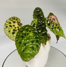 Begonia Ferox (Spiky Begonia)