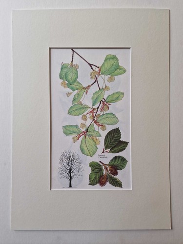 Matousova common oak mounted - matousova,
