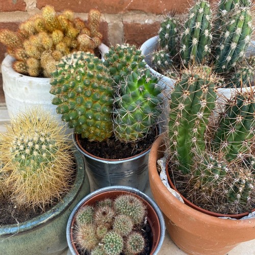 Cactus seeds crown - -,