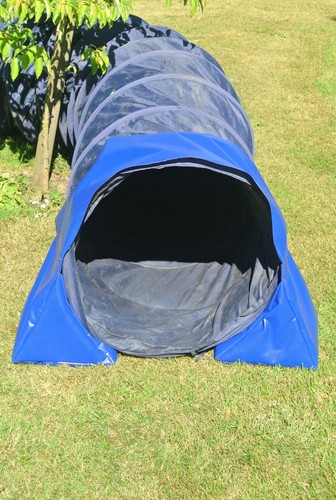 Dog agility training - agility,