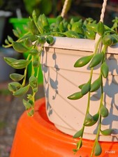 Senecio Herreian String of