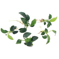 5x Anubias Nana Petite Live