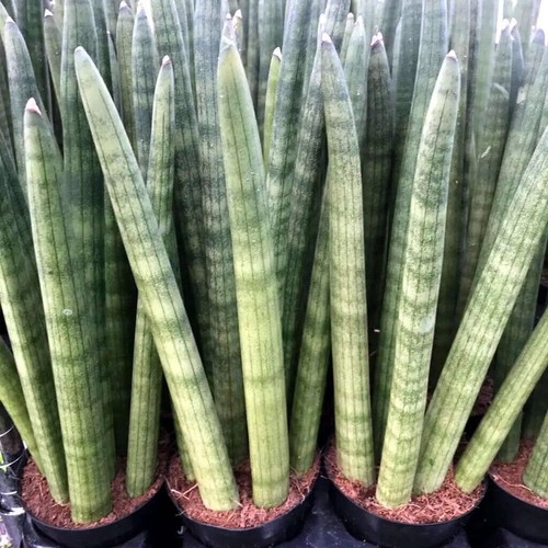 African spear sansevieria - african,
