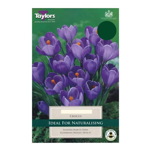 Taylors purple crocus bulbs - taylors,
