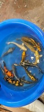 Imported live koi - imported, fish