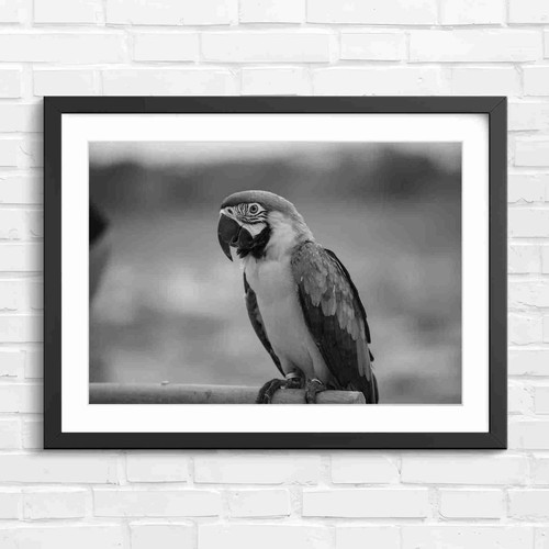Blue and gold - blue, macaw