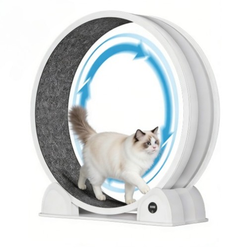 Large cat exercise - cat,