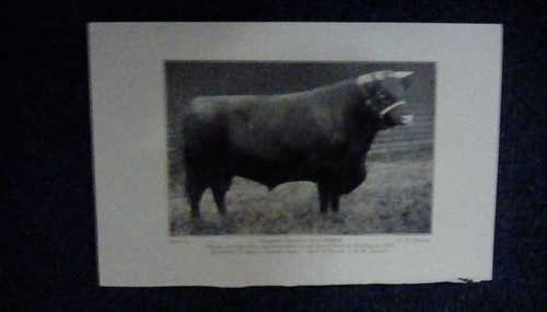 Lincs red shorthorn - red,