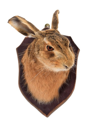 Taxidermy adult hare head - taxidermy,