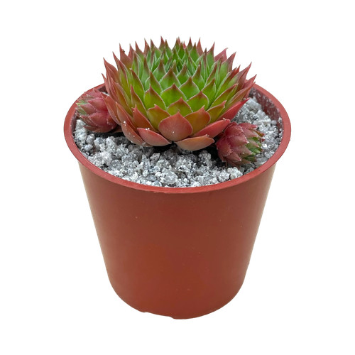 Sempervivum cahilasicum uk - -,