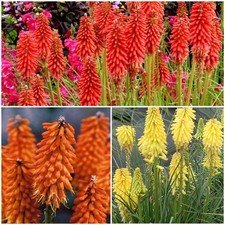 Kniphofia Uvaria Poco 'Mix'
