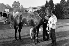 Mill reef Newbury racecourse jockey Geoff Lewis 19th September 1971 4x6 Photo